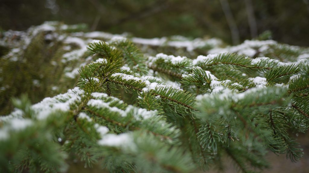 snowy-winter-pine-tree-branches-snow-free-stock-photo