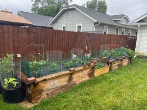 Garden in a wooden raised plant bed in a backyard