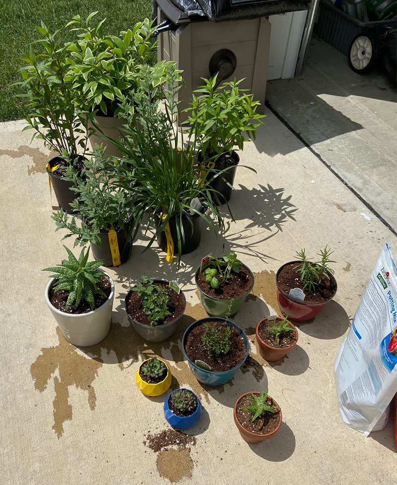 EnviroForensics employee plants pots on a sunlit driveway