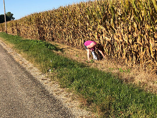 Kim dyehouse picking up trash next to cornfield