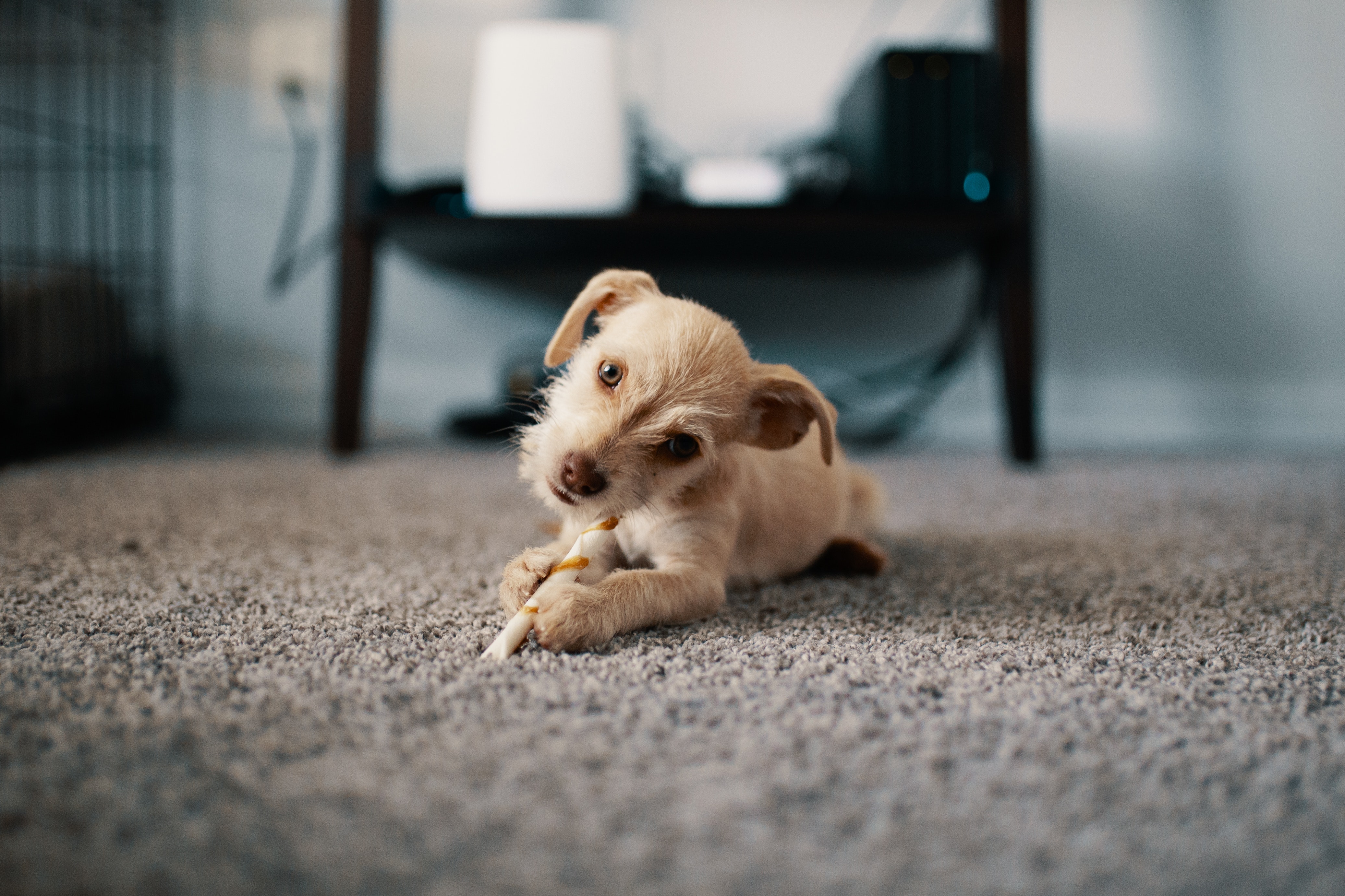 Dog sitting on stain-resistant carpeting potentially containing PFAS